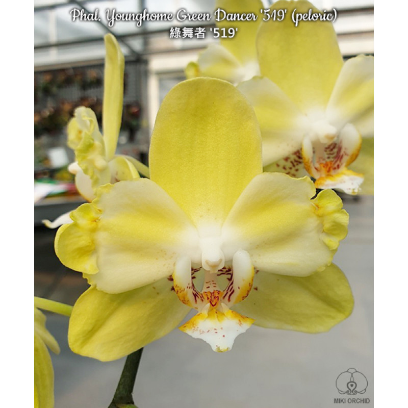 Орхiдея Phal. Younghome Green Dancer 519 бабулетка - купити